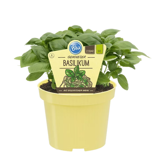 ريحان الجنوي الإيطالي