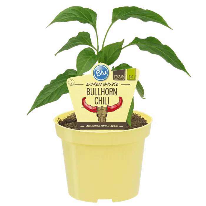 فلفل بول هورن بارد