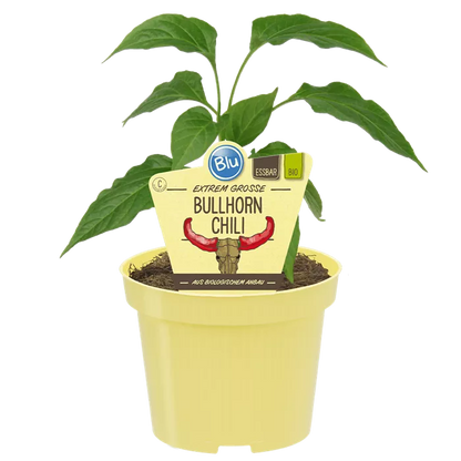 فلفل بول هورن بارد