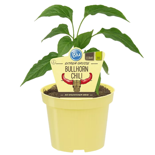 فلفل بول هورن بارد