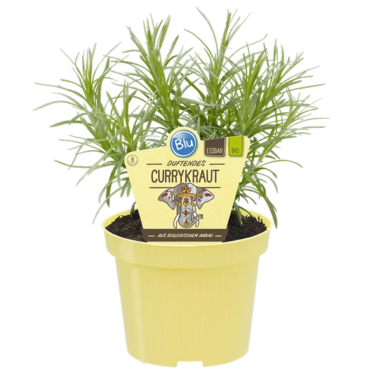 Helichrysum italicum كاري