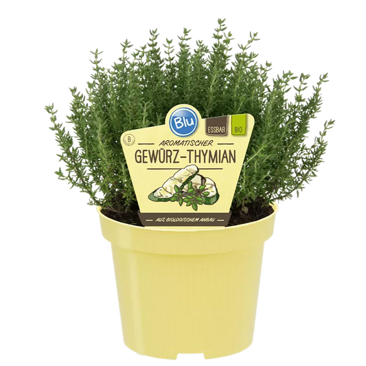 Thymus vulgaris-زعتر عادي