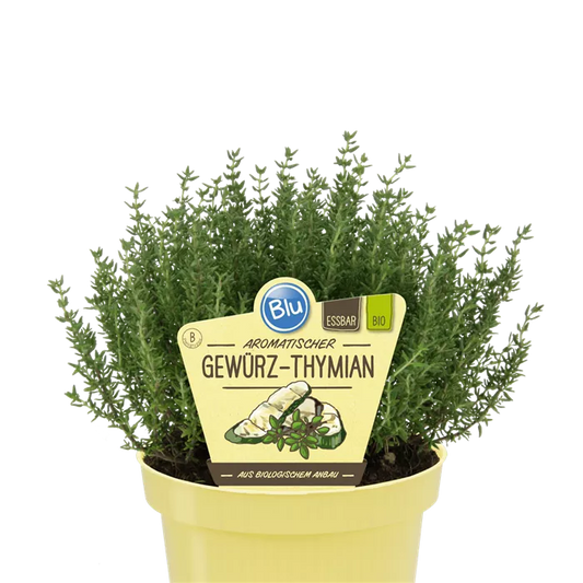 Thymus vulgaris compactus زعتر