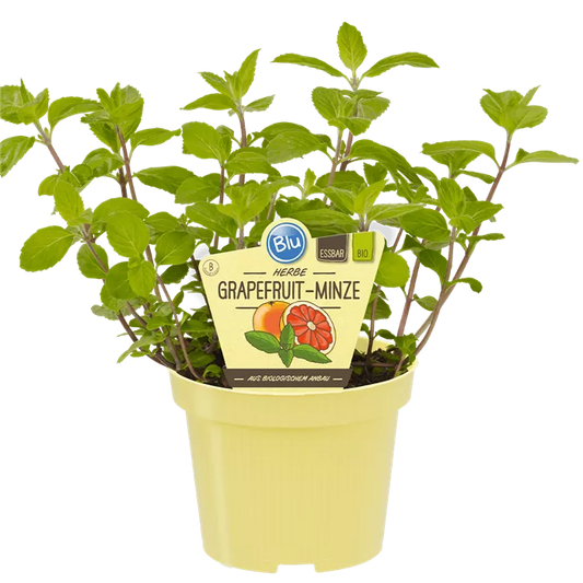 نعناع الجريب فروت