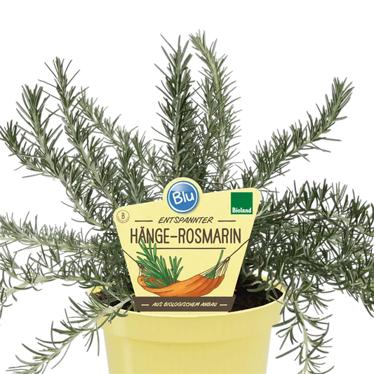 Rosmarinus officinalis capri