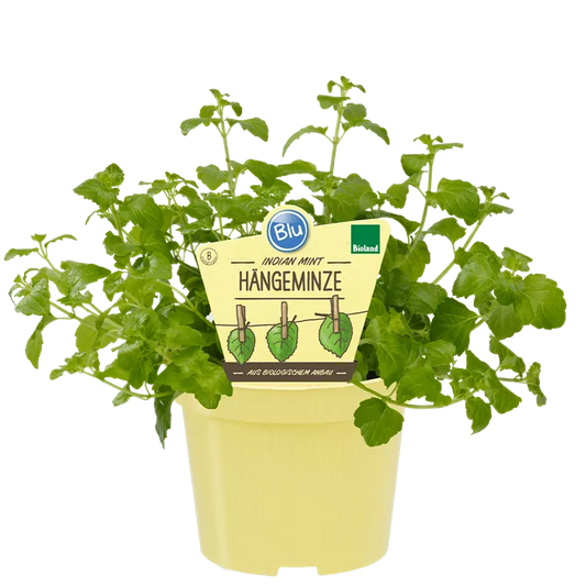 نعناع الهندي الحار