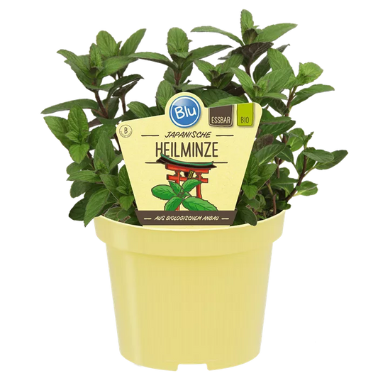 نعناع الطبي الياباني