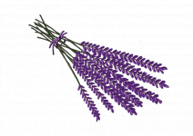 Lavandula intermedia grosso لافندر