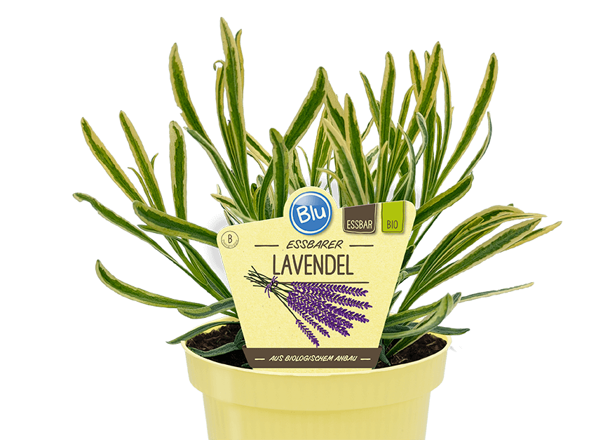 Lavandula intermedia grosso لافندر