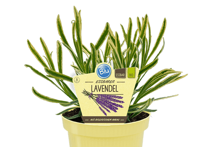 Lavandula intermedia grosso لافندر