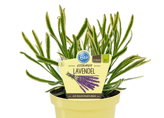 Lavandula intermedia grosso لافندر