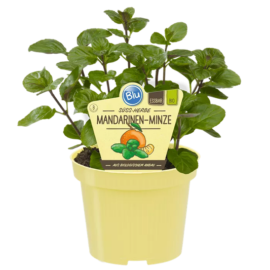 نعناع افندي المندرين