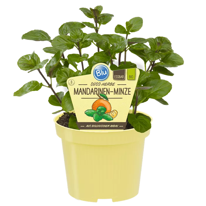 نعناع البرتقال