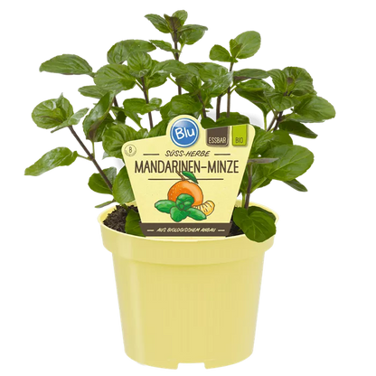 نعناع البرتقال