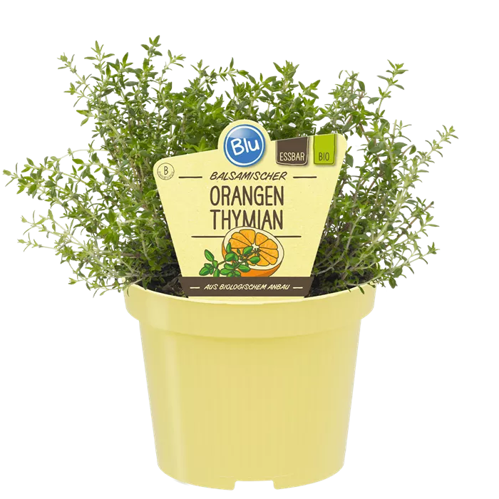 زعتر البرتقال