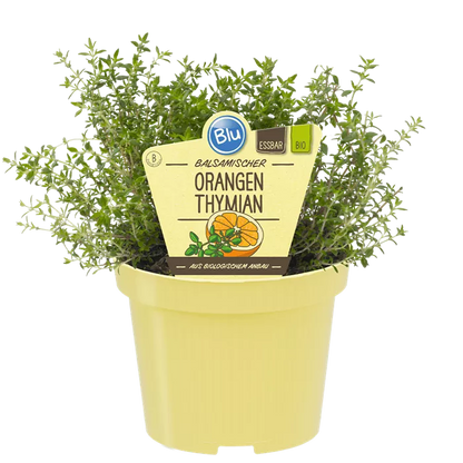 زعتر البرتقال