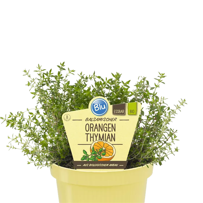 زعتر البرتقال