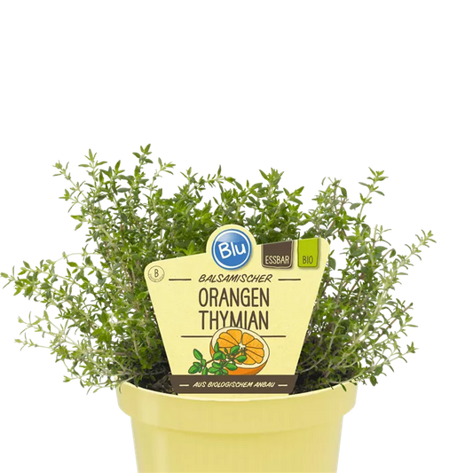 زعتر البرتقال