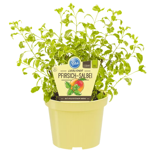 مرمية الخوخ