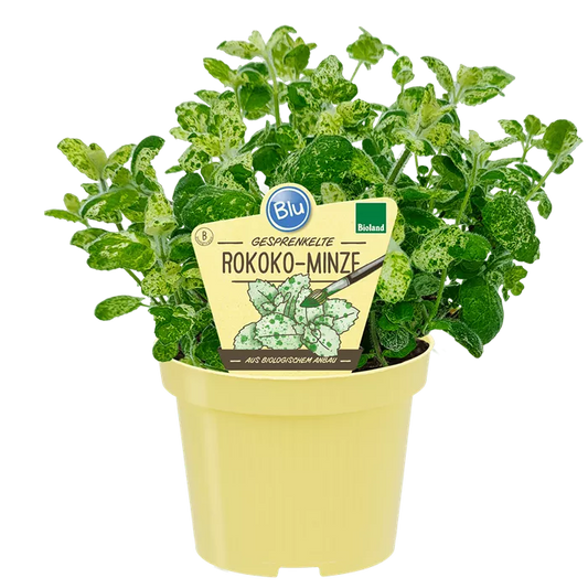 نعناع الحلويات الحلو