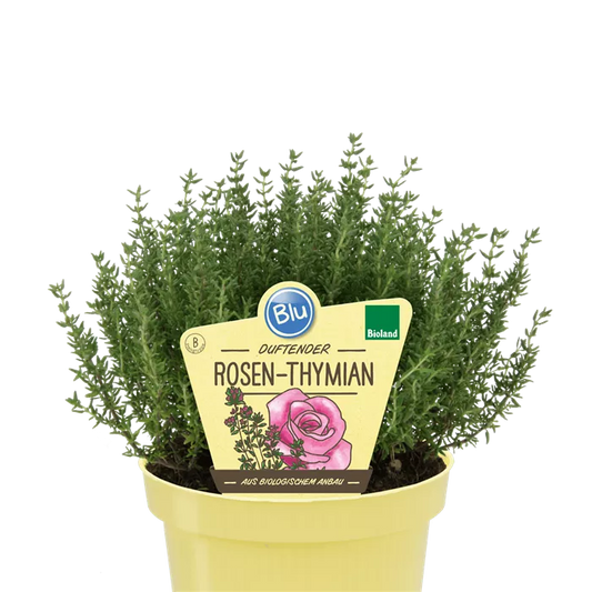 زعتر للمشروبات