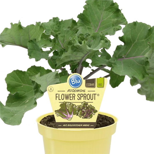 Brassica oleacea كيل