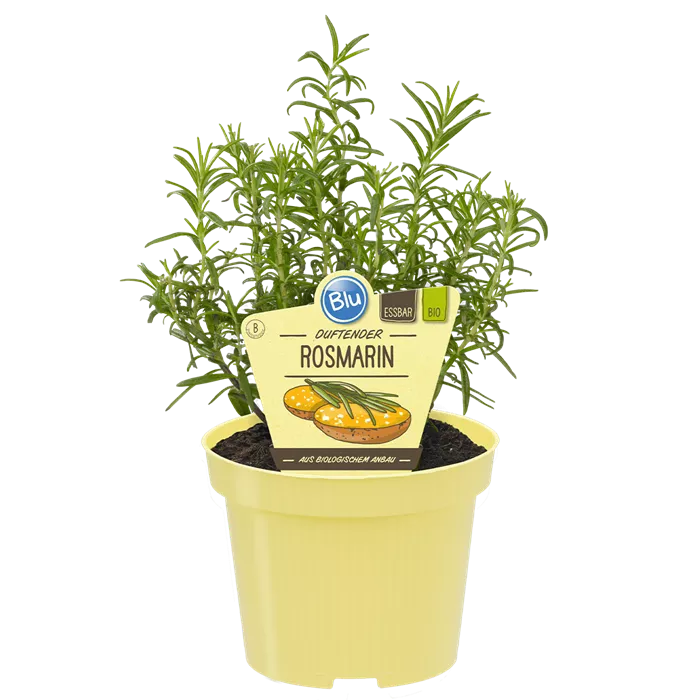 اكليل الجبل - روزماري -