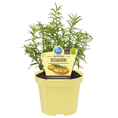 اكليل الجبل - روزماري -