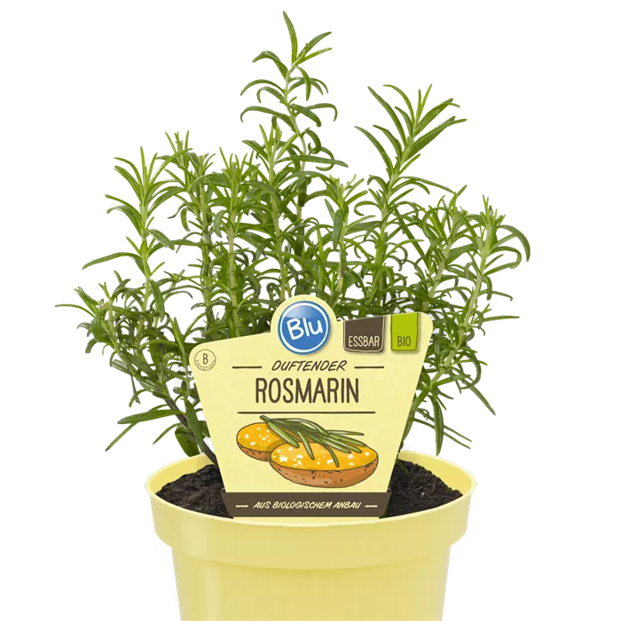 اكليل الجبل - روزماري -