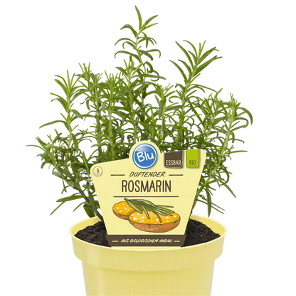 اكليل الجبل - روزماري -