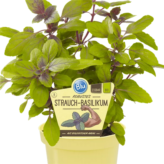 Basilicum red الريحان الاحمر