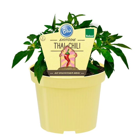 فلفل تايلندي حار جدا