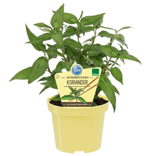 نعناع الكزبرة الياباني