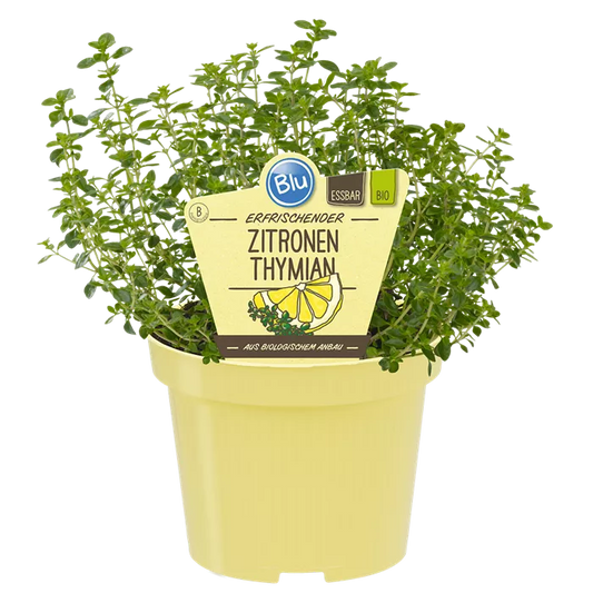 زعتر الليمون