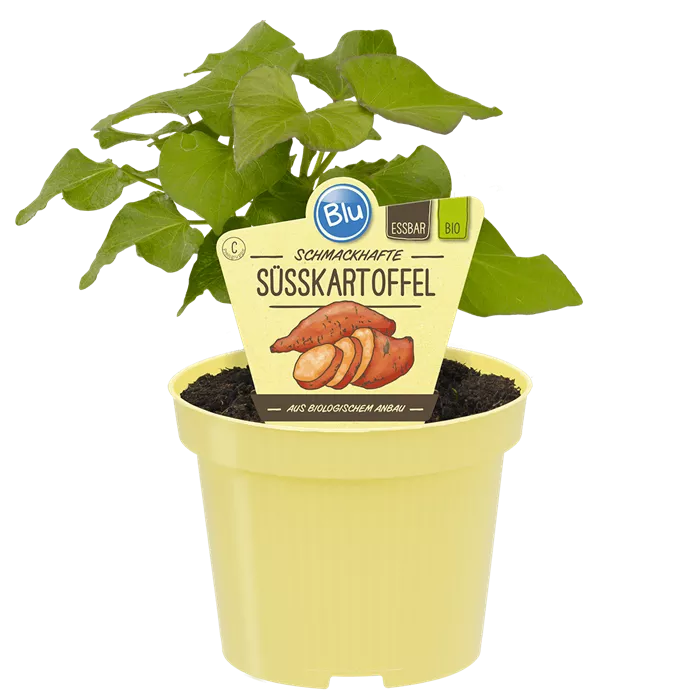 Ipomea batatas بطاطا حلوة