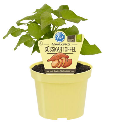 Ipomea batatas بطاطا حلوة