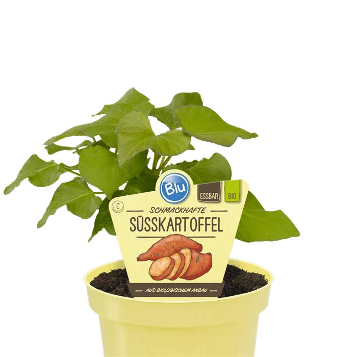 Ipomea batatas بطاطا حلوة