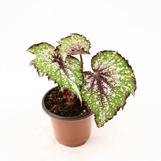 Begonia rex Bostella