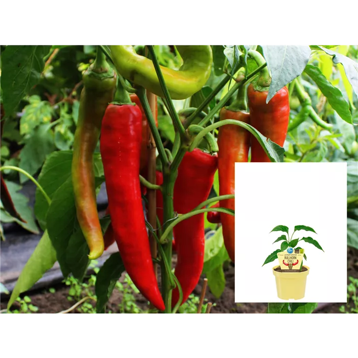 فلفل بول هورن بارد