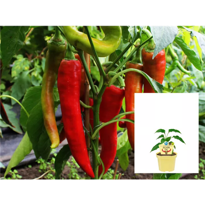 فلفل بول هورن بارد