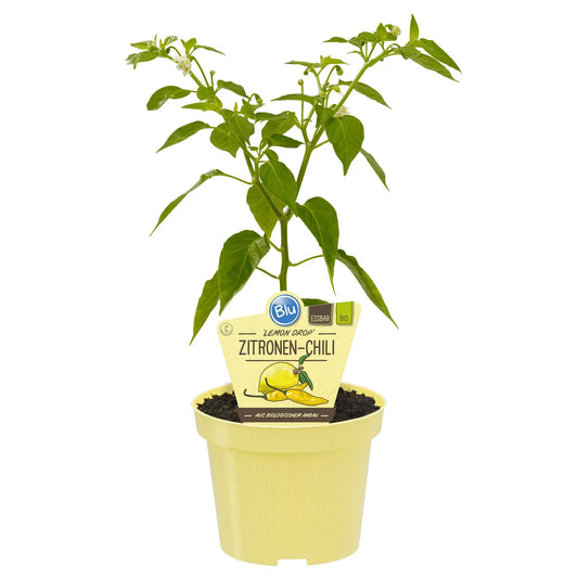 فلفل بنكهة الليمون