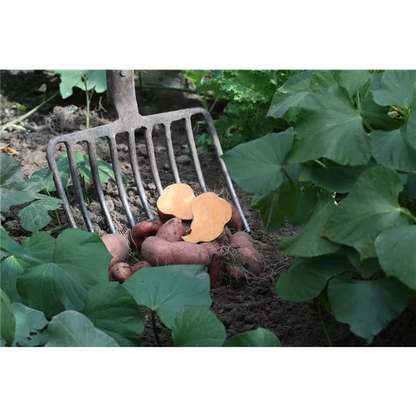 Ipomea batatas بطاطا حلوة