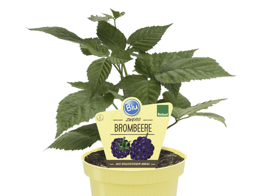 little sweet syster توت بلاك بيري