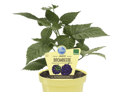 little sweet syster توت بلاك بيري