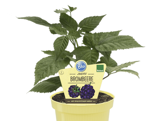 little sweet syster توت بلاك بيري