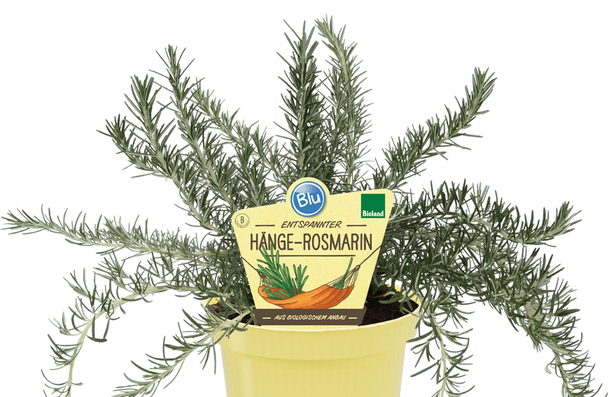 روزماري متسلق