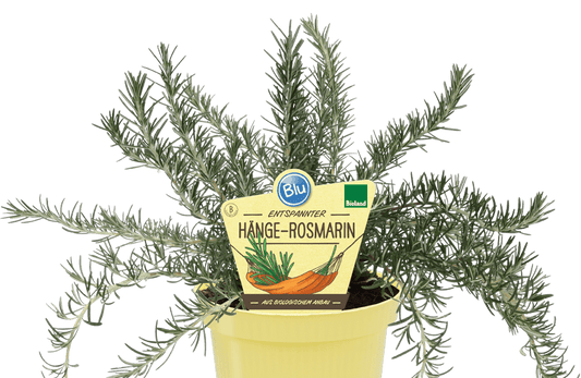 روزماري متسلق