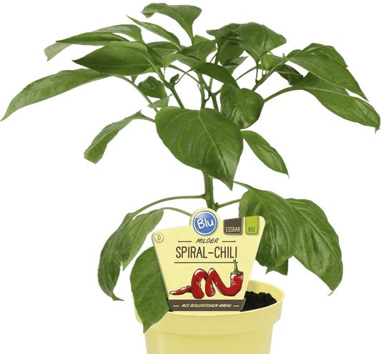 فلفل حلزوني خفيف الحدة