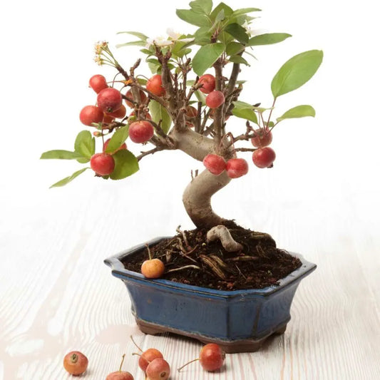 Bonsai بونزاي التفاح