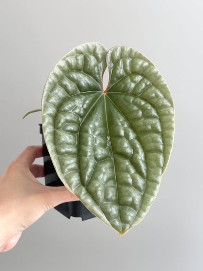 Anthurium Luxurians انتوريوم